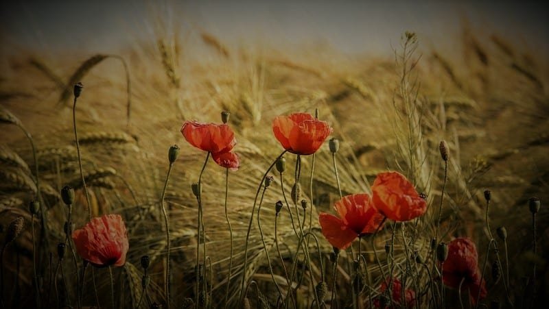 Agar Si Dia Tidak Pindah ke Lain Hati